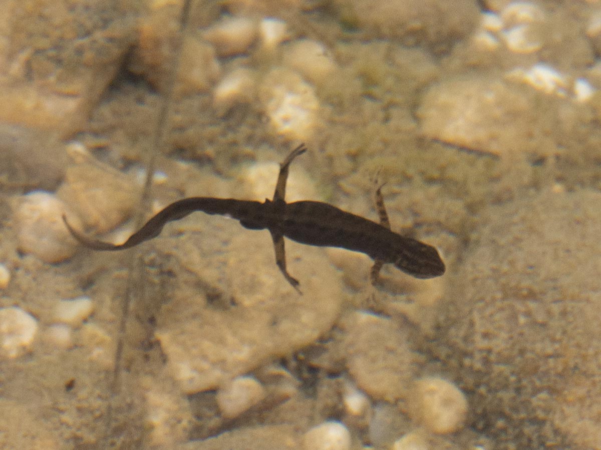 Habitus